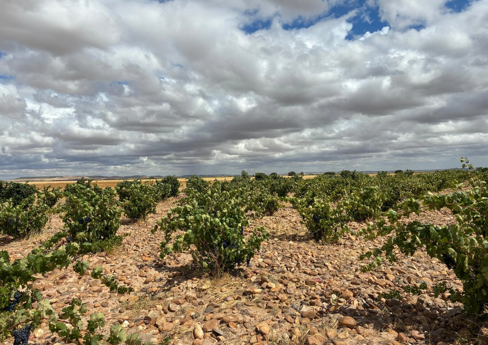 El vino en su paisaje