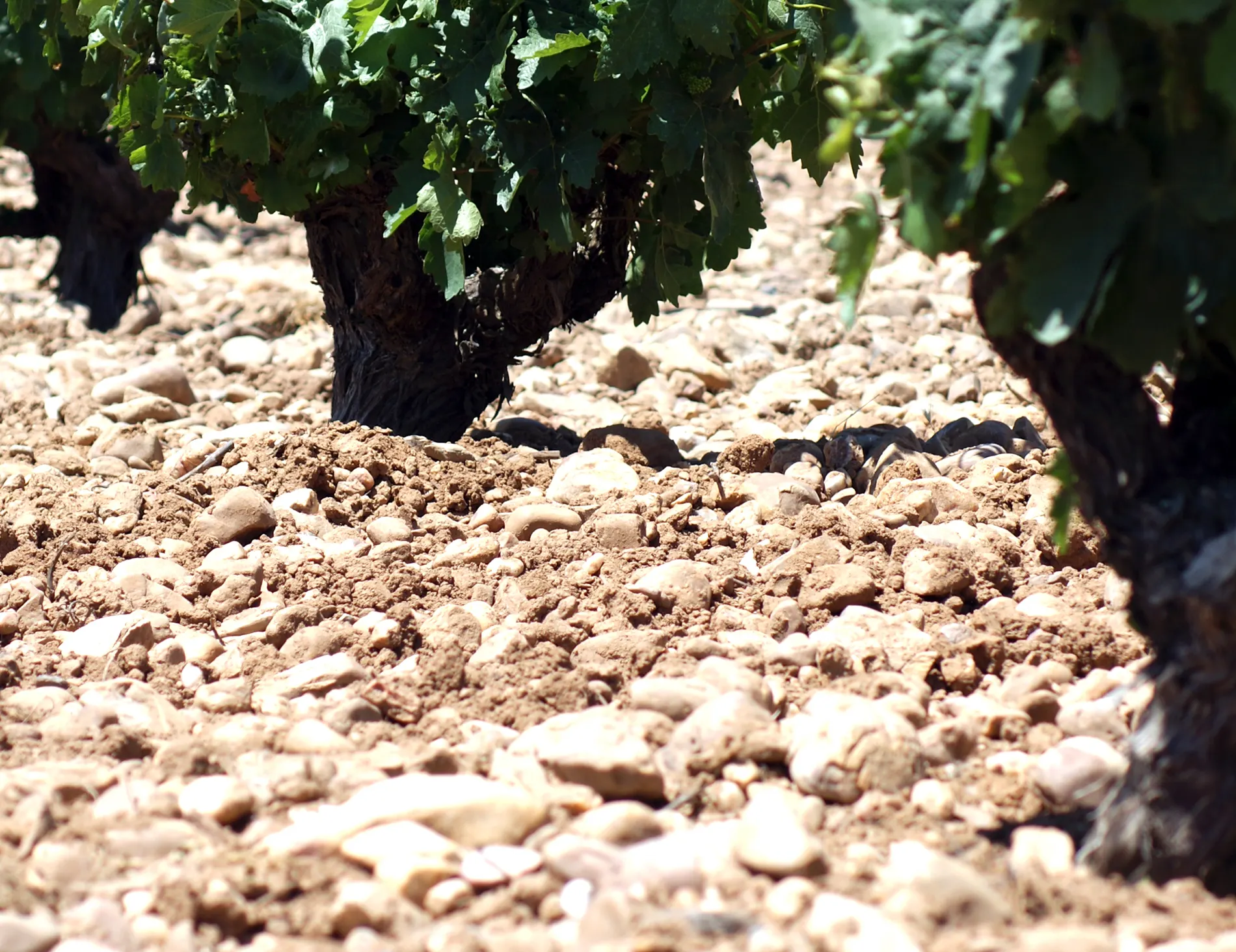 Viñas viejas en pie franco, cultivo sostenible