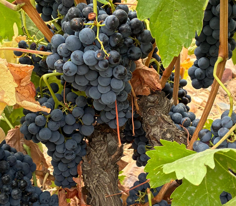 Viñedos de la D.O. Toro junto al río Duero