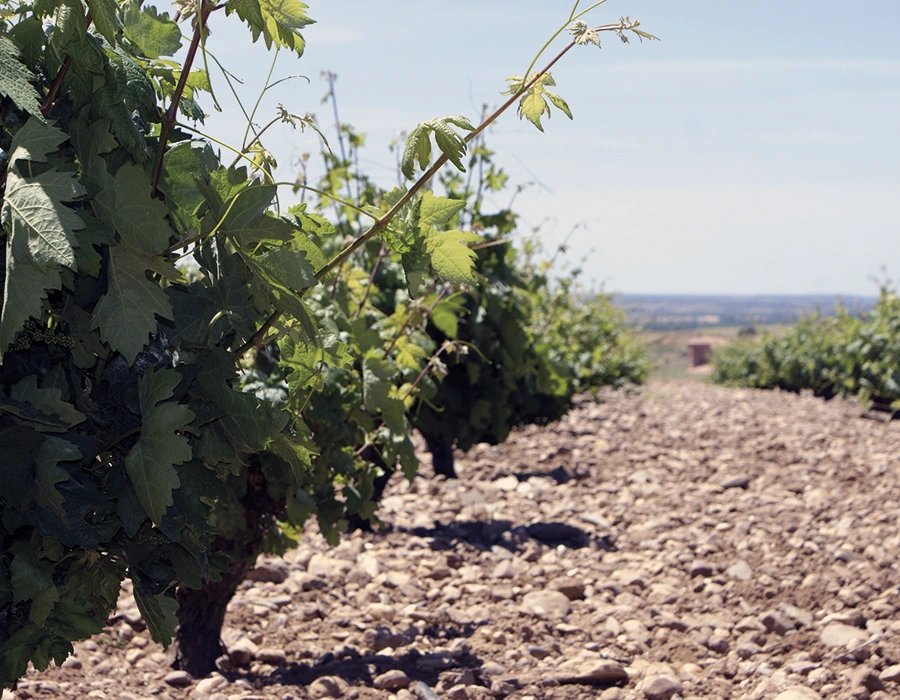 Viñas viejas en pie franco de Bodegas Elías Mora